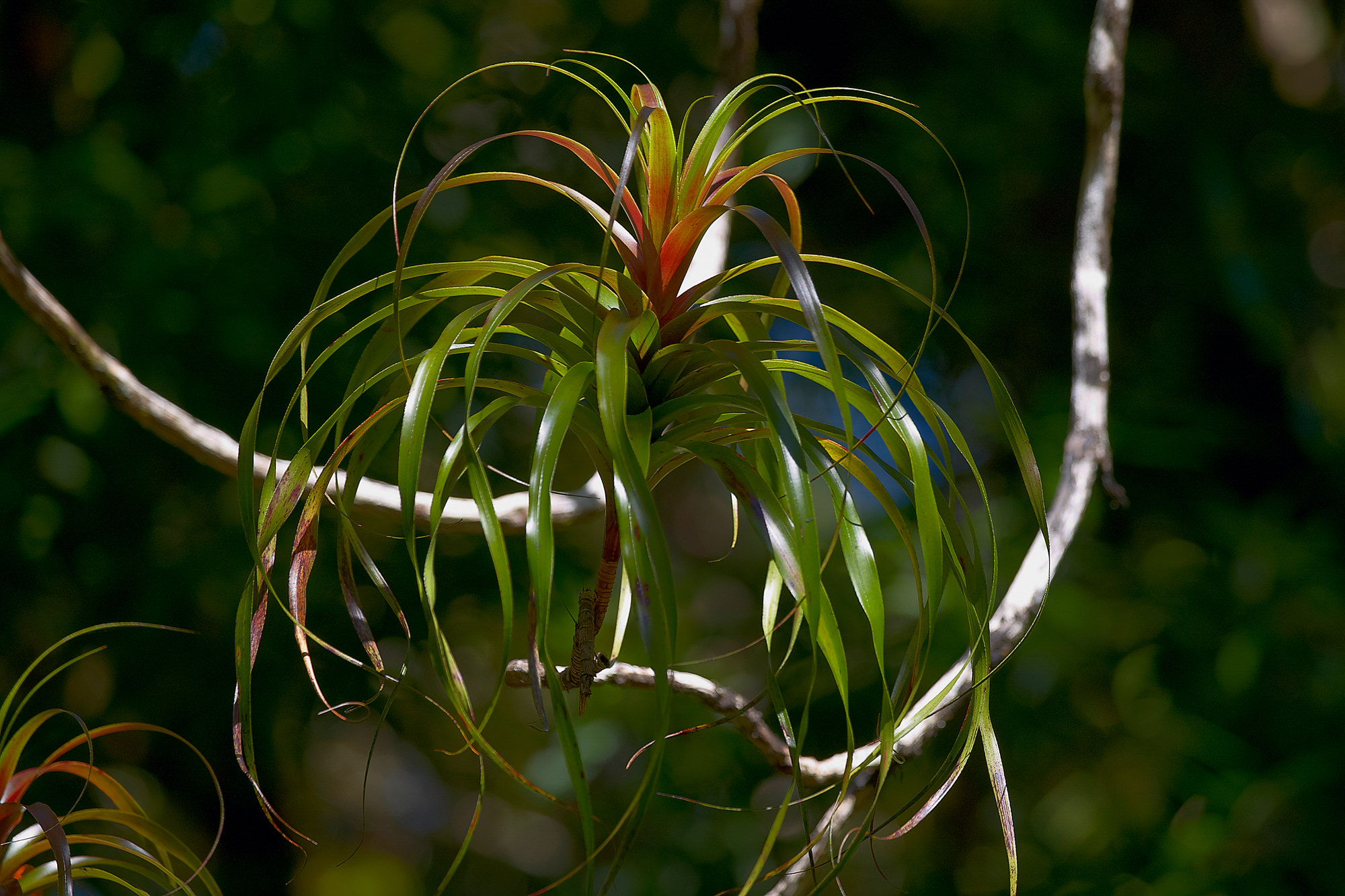 epiphytes in NZ rainforest